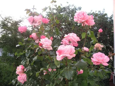 Krawiectwo Lekkie Bożena Jakubowska